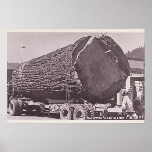 Western Washington Fir Log um 1940 Poster