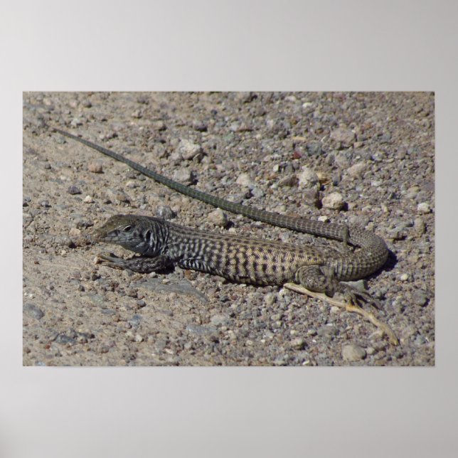 Western Whiptail Poster (Vorne)