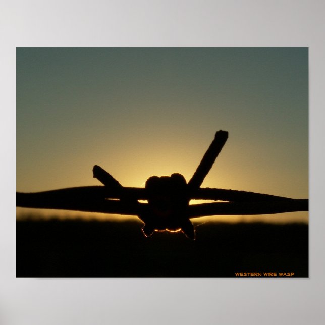 Western Wire Wasp Poster (Vorne)