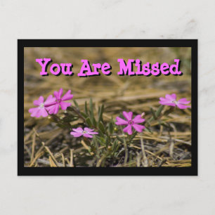 Western zeigt Lila Phlox-Wildblume benutzerdefinie Postkarte