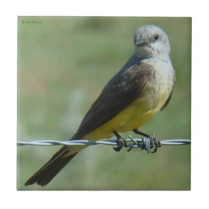 WesternB32 Kingbird Fliese
