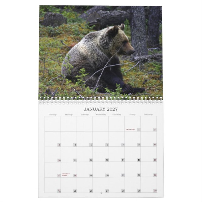 Westernkanadische Grizzly-Bären Kalender (Jan 2027)