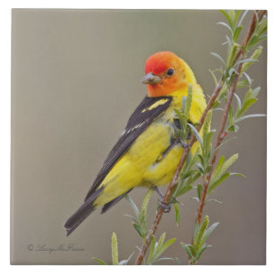 WesternTanager Fliese