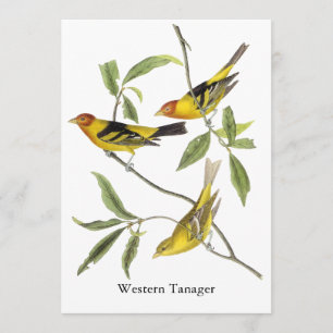 WesternTanager - John James Audubon Einladung