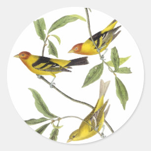 WesternTanager - John James Audubon Runder Aufkleber