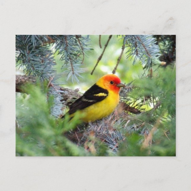 Westerntanager-Postkarte Postkarte (Vorderseite)