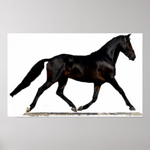 Westfalendressage-Pferdeplakat-Druck Poster