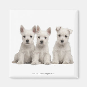 Westhochland-Terrier-Welpen (7 Wochen alt) Magnet