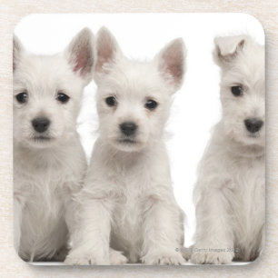 Westhochland-Terrier-Welpen (7 Wochen alt) Untersetzer