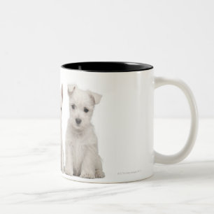 Westhochland-Terrier-Welpen (7 Wochen alt) Zweifarbige Tasse
