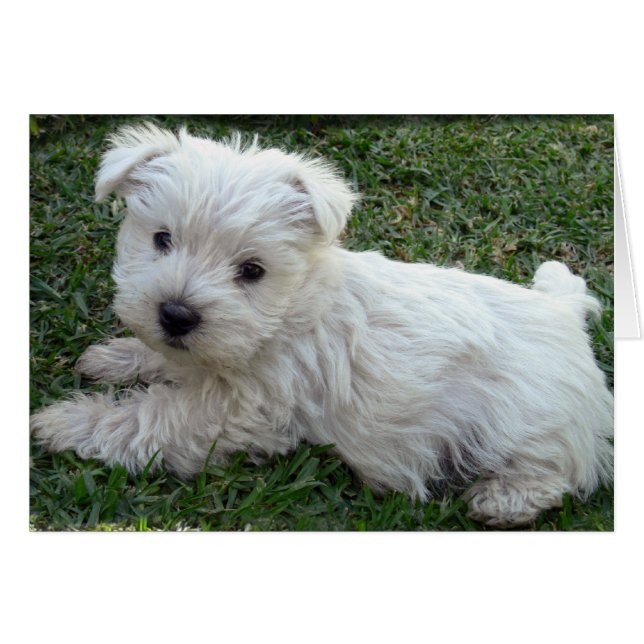 Westie (Vorderseite (Horizontal))