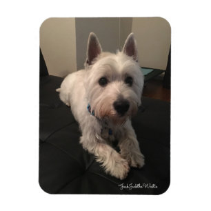 Westie 3"" Magnet des Foto-x4
