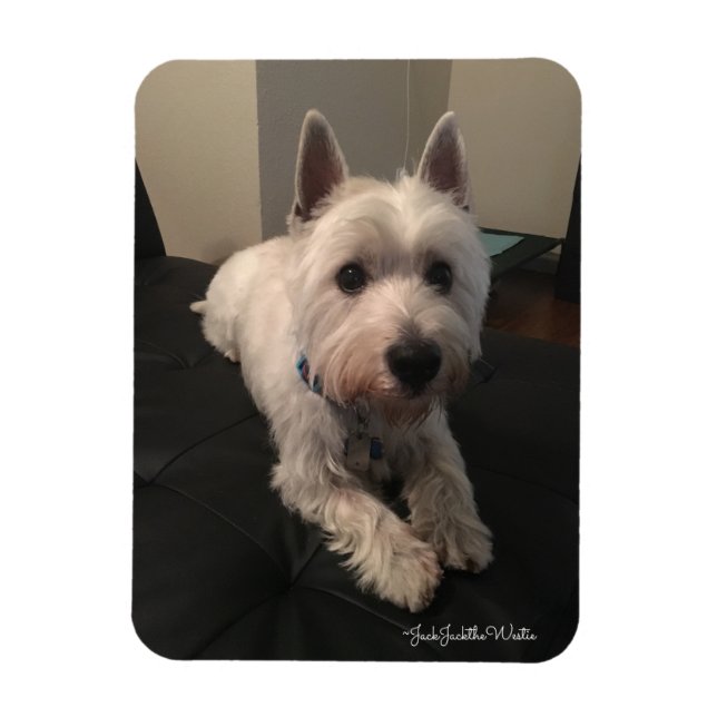 Westie 3"x4" Foto Magnet (Vertikal)