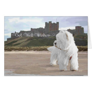 Westie auf Bamburgh Castle