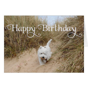 Westie auf den Sanddünen
