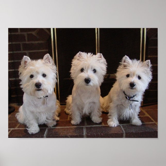 Westie Girl Trio Poster (Vorne)