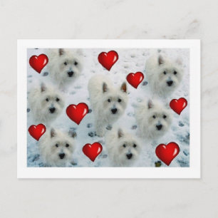 Westie hearts postcard thankyou, birthday, hello e postkarte