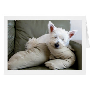 Westie Hund so bequem und gemütliche leere Karte