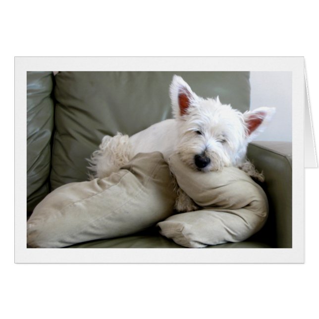 Westie Hund so bequem und gemütliche leere Karte (Vorderseite (Horizontal))