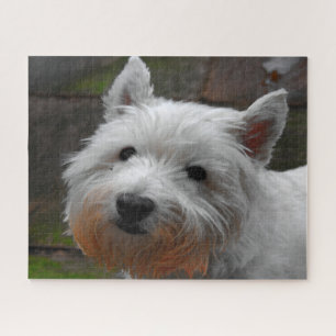 Westie Hunde Puzzles. Puzzle