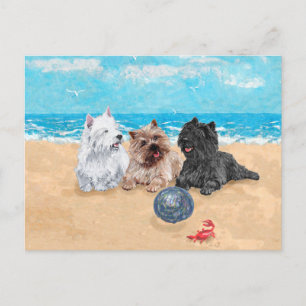 Westie mit Cairn Terriers am Strand Postkarte