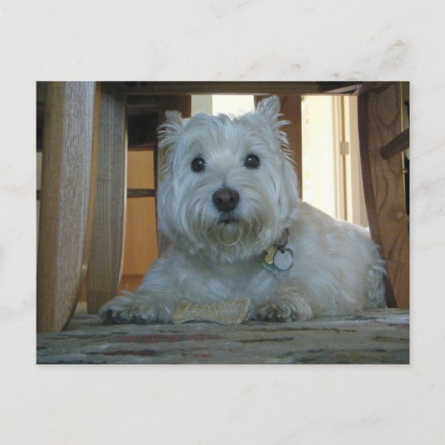 Westie mit Dog Bone Foto Postcard Postkarte (Vorderseite)