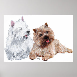 Westie mit einem braunen Cairn Terrier Poster