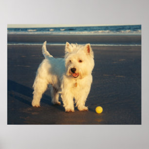 Westie mit einem Gelben Ball Poster