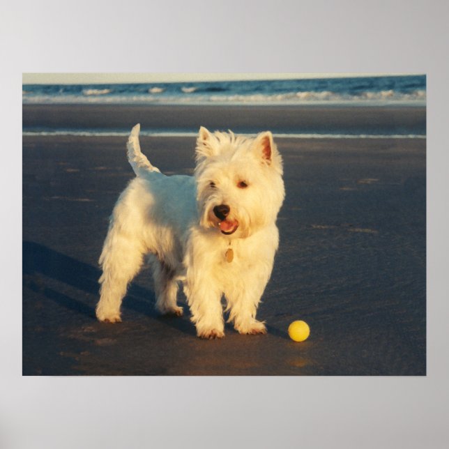 Westie mit einem Gelben Ball Poster (Vorne)