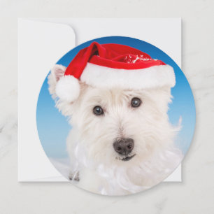 Westie mit Weihnachtsmannmütze und Bart Feiertagskarte