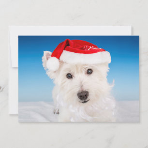 Westie mit Weihnachtsmannmütze und Bart Feiertagskarte