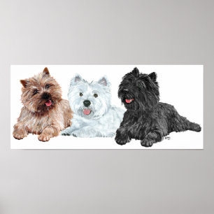 Westie mit zwei Cairn Terriern Poster