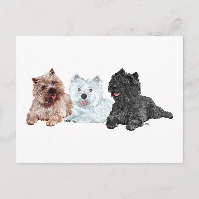 Westie mit zwei Cairn Terriers Postkarte (Vorderseite)