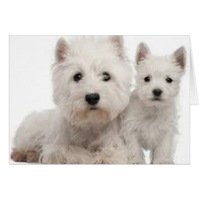 Westie Mother und Puppy (Vorderseite (Horizontal))