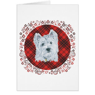 Westie on Tartan