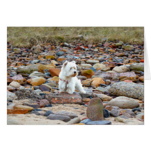 Westie on the Rocks