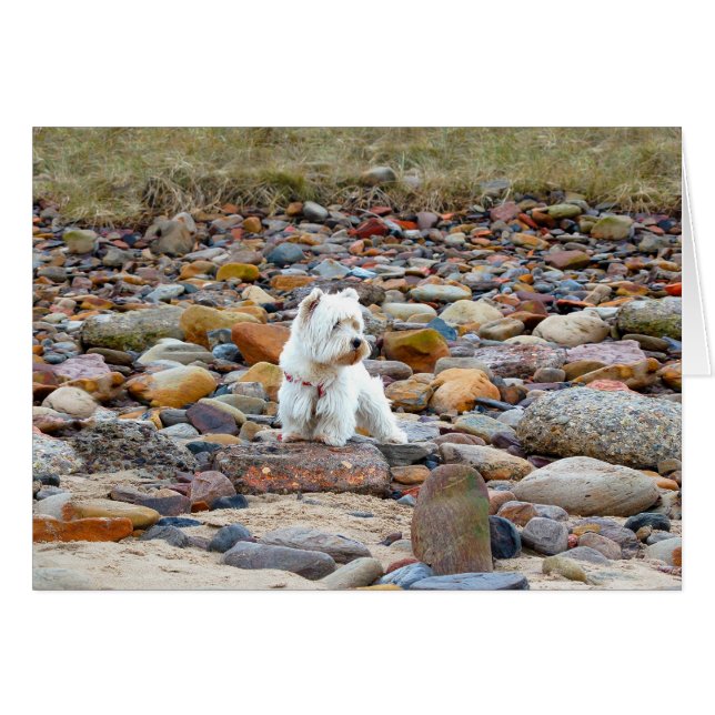 Westie on the Rocks (Vorderseite (Horizontal))