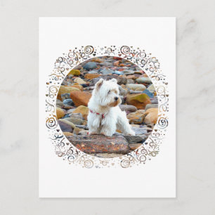 Westie on the Rocks Postkarte