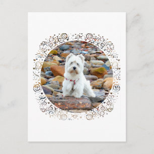 Westie on the Rocks Postkarte
