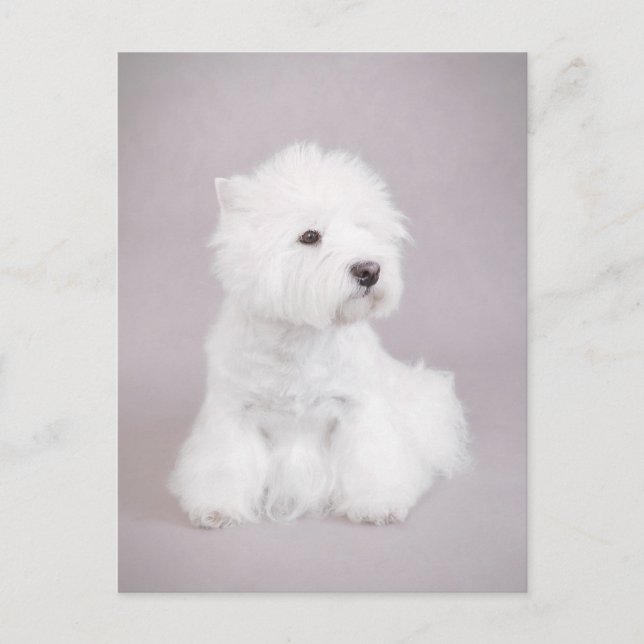 Westie Postkarte (Vorderseite)