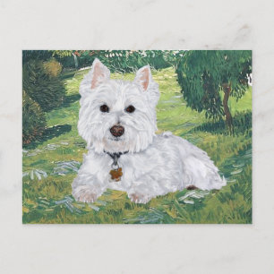 Westie-Postkarte Postkarte