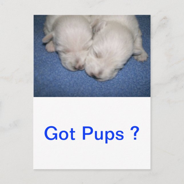 Westie Pups Schlafen Postkarte (Vorderseite)