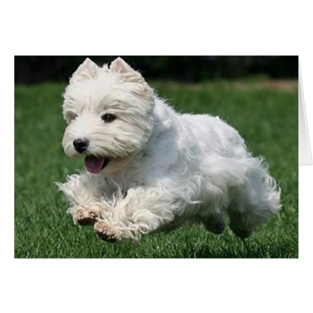 Westie Running (Vorderseite (Horizontal))