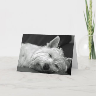 Westie schlafend karte