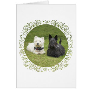 Westie & Scottie Green Grass