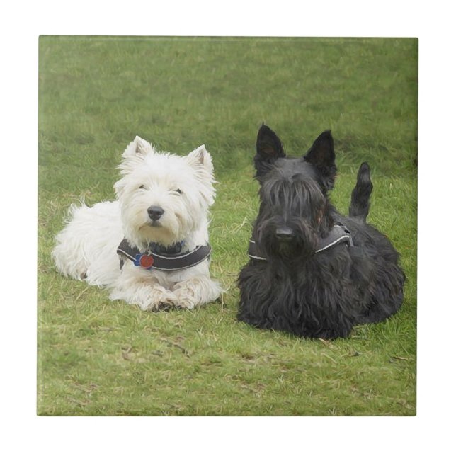 Westie & Scottie Green Grass Fliese (Vorderseite)
