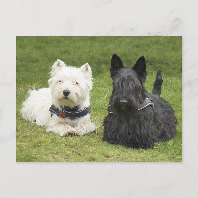 Westie & Scottie Green Grass Postkarte (Vorderseite)