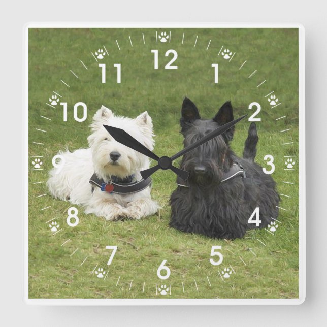 Westie & Scottie Green Grass Quadratische Wanduhr (Vorderseite)