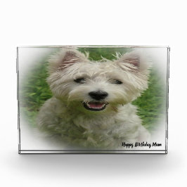 Westie Terrier Dog. Fotoblock