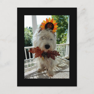 Westie Thanksgiving Turkey Bowtie Feiertagspostkarte